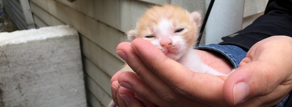 Come prepararsi all’arrivo di un gattino in casa