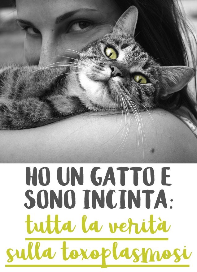 ho un gatto e sono incinta - tutta la verità sulla toxoplasmosi