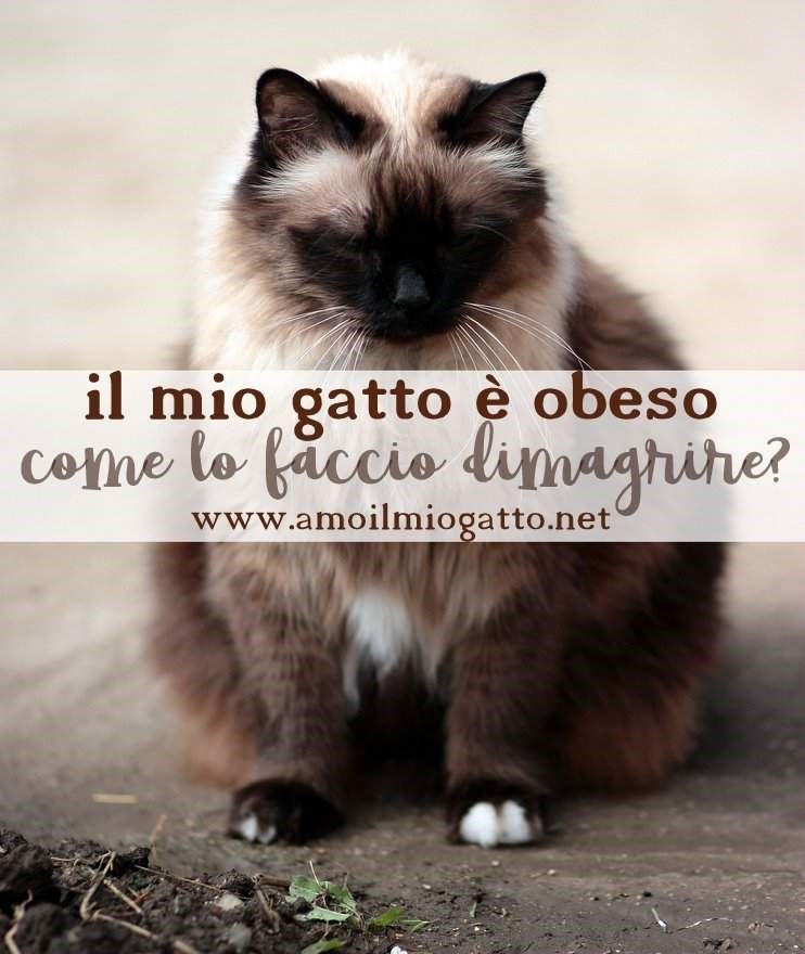 come far dimagrire un gatto grasso