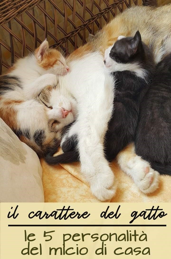 il carattere del gatto - studio sulla personalità del micio di casa