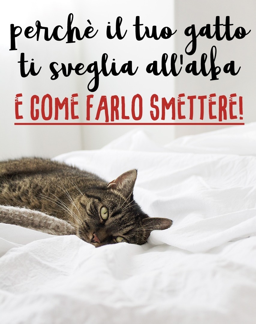 perchè il tuo gatto ti sveglia all'alba e come farlo smettere