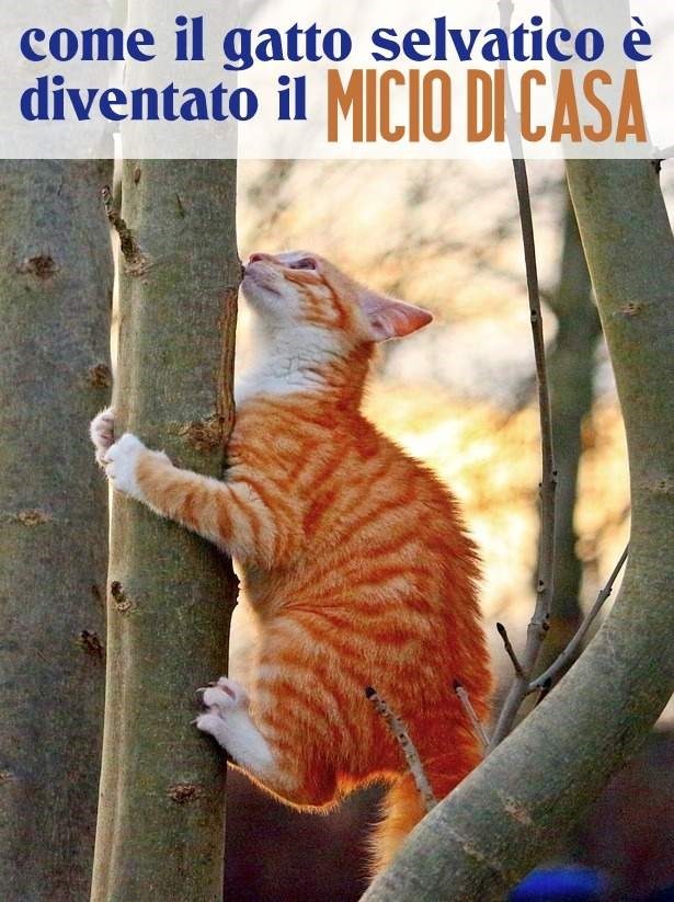 come ha fatto il gatto selvatico a diventare il micio di casa