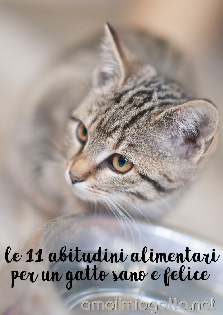 le 11 abitudini alimentari per un gatto sano e felice