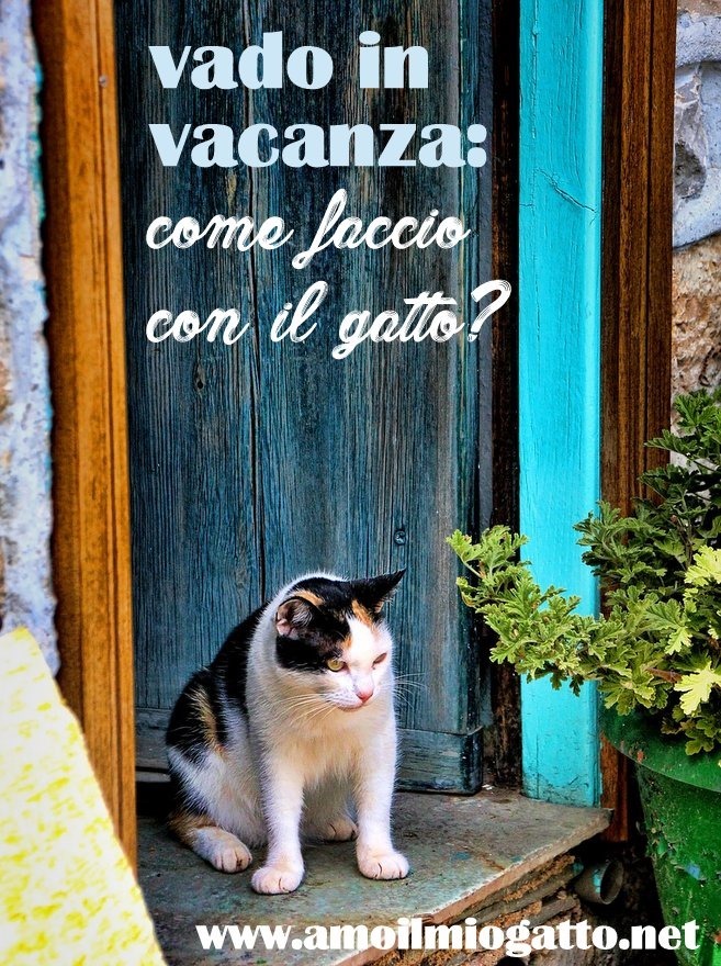 vado in vacanza - come faccio con il gatto